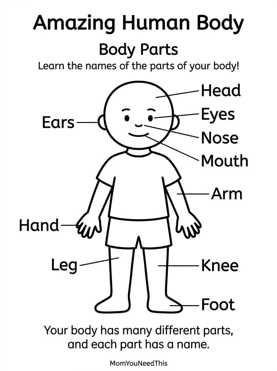 Free printable human body parts chart for kids